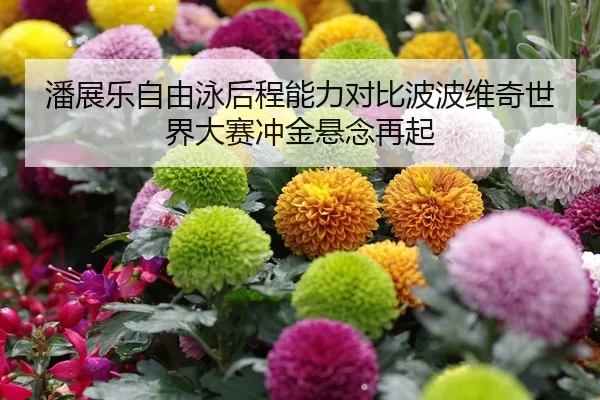 潘展乐自由泳后程能力对比波波维奇世界大赛冲金悬念再起